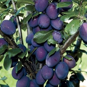 Slivka (Prunus Domestica) ´STANLEY´ výška: 250-300 cm, obvod kmeňa: 14/16 cm, kont. C70L