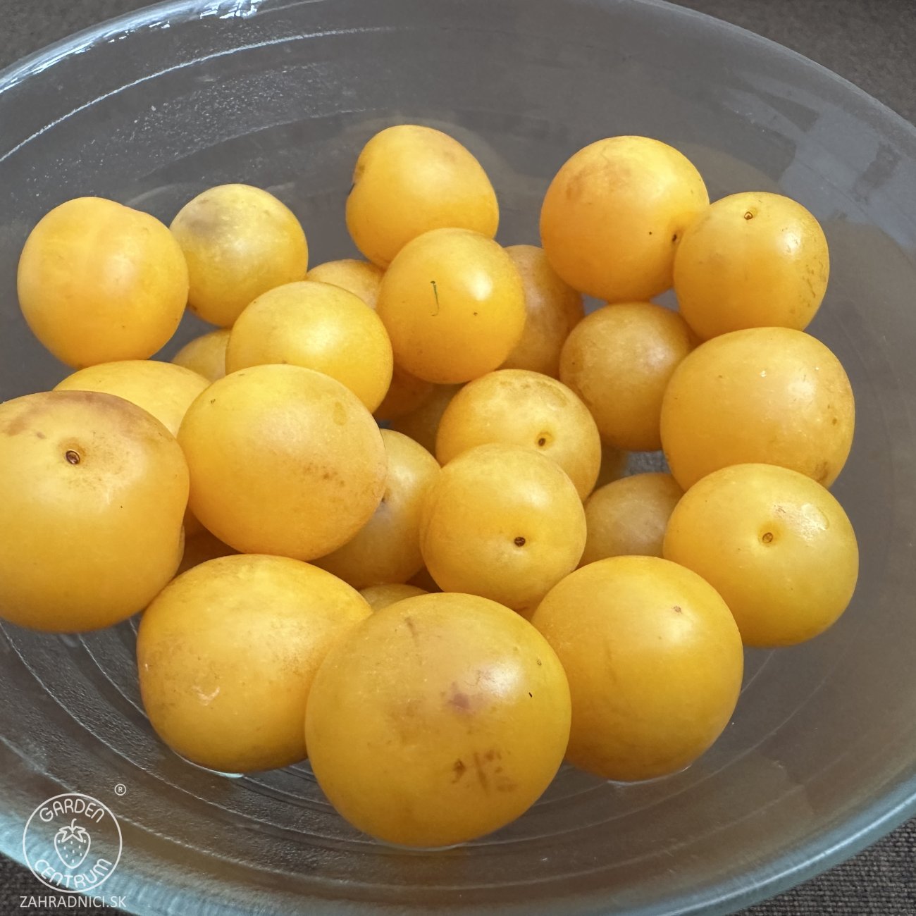 Obrázok Slivka domáca (Prunus domestica) ´SUNGOLD´ - výška 150-180 cm, obvod kmeňa 4/6 cm, kont. C10L