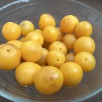 Slivka domáca (Prunus domestica) ´SUNGOLD´ - výška 150-180 cm, obvod kmeňa 4/6 cm, kont. C10L
