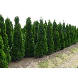 Tuja západná (Thuja occidentalis) ´SMARAGD´ - výška: 125-150 cm, kont. C18L