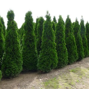 Tuja západná (Thuja occidentalis) ´SMARAGD´ - výška: 125-150 cm, kont. C18L