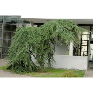 Smrekovec japonský (Larix kaempferi) ´PENDULA´, výška: 140-160 cm, kont. C5L/C7.5L – NA KMIENKU