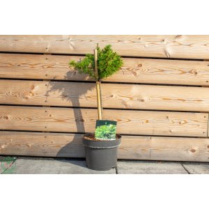 Smrekovec opadavý (Larix decidua) ´LITTLE BOGLE´, výška 40-60 cm, kont. C5L - NA KMIENKU