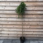 Smrekovec japonský (Larix kaempferi) ´PENDULA´ - 150-210 cm, kont. C7.5L/C10L – na kmienku 