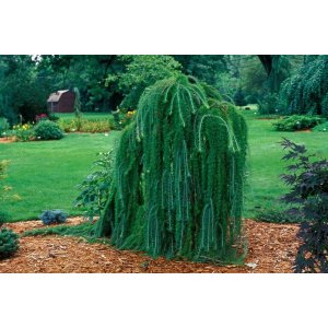 Smrekovec japonský (Larix kaempferi) ´PENDULA´ - 130-160 cm, kont. C5L – na kmienku 
