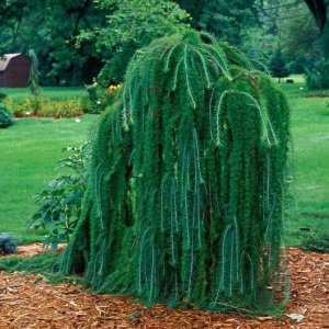 Smrekovec japonský (Larix kaempferi) ´PENDULA´ - 150-210 cm, kont. C7.5L/C10L – na kmienku 