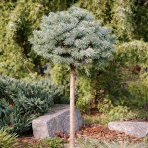 Smrek pichľavý (Picea pungens) ´BRYNEK´ – výška 70-80 cm, kont.C3L – NA KMIENKU