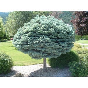 Smrek pichľavý (Picea pungens) ´GLAUCA GLOBOSA´ – výška: 80-100 cm, kont.C15L – NA KMIENKU 