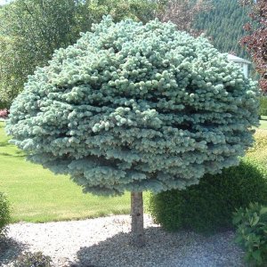 Smrek pichľavý (Picea pungens) ´GLAUCA GLOBOSA´ – výška 150-180 cm, kont.C35L – NA KMIENKU 