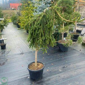 Smrek obyčajný (Picea abies) ´INVERSA PENDULA´– výška 60-150 cm, kont. C20L - na kmienku