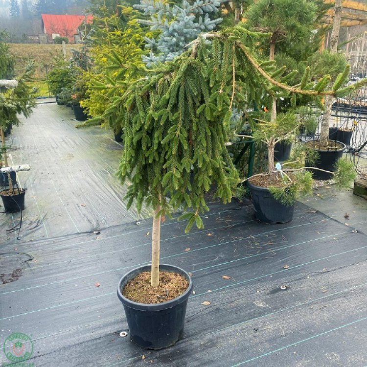 Smrek obyčajný (Picea abies) ´INVERSA PENDULA´– výška: 60-150 cm, kont. C20L - NA KMIENKU