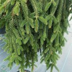 Smrek obyčajný (Picea abies) ´INVERSA PENDULA´– výška 60-150 cm, kont. C20L - na kmienku