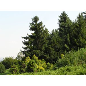 Smrek obyčajný (Picea abies) - výška 50-70 cm, kont. C5L