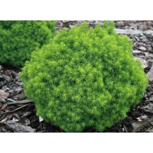 Smrek biely (Picea glauca) ´ALBERTA GLOBE´ – výška: 15-20 cm, kont. C5L