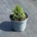 Smrek biely (Picea glauca) ´CONICA ALBERTA GLOBE´ – výška 15-20 cm, kont. C5L