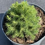 Smrek biely (Picea glauca) ´CONICA ALBERTA GLOBE´ – výška 15-20 cm, kont. C5L