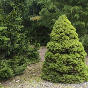 Smrek biely (Picea glauca) ´CONICA´, výška: 70-80 cm, kont. C5L