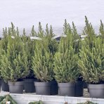 Smrek biely (Picea glauca) ´CONICA´, výška: 70-80 cm, kont. C5L