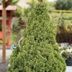 Smrek biely (Picea glauca) ´CONICA´ – výška 150-160 cm, kont. C45L