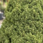 Smrek biely (Picea glauca) ´CONICA´ – výška 150-160 cm, kont. C45L