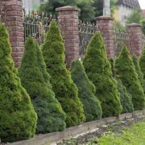 Smrek biely (Picea glauca) ´CONICA´ – výška 150-160 cm, kont. C45L