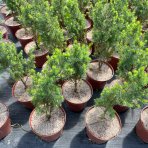 Smrek biely (Picea glauca) ‘DECEMBER’ – výška 40-50 cm, kont. C3L