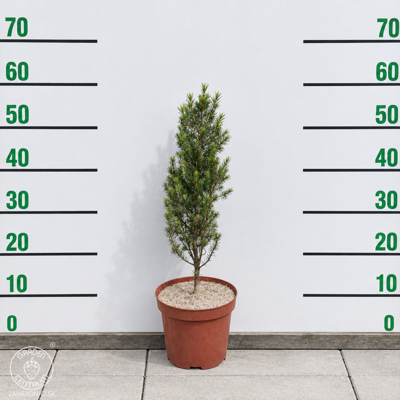 Obrázok Smrek biely (Picea glauca) ‘DECEMBER’ – výška 40-50 cm, kont. C3L