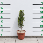 Smrek biely (Picea glauca) ‘DECEMBER’ – výška 40-50 cm, kont. C3L