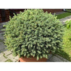 Smrek biely (Picea glauca) ´ECHINIFORMIS´- výška 25-30 cm, kont. C2L
