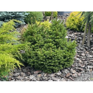 Smrek obyčajný (Picea abies) ´NIDIFORMIS´ – výška 30 cm, ∅ 50-60 cm, kont. C10L