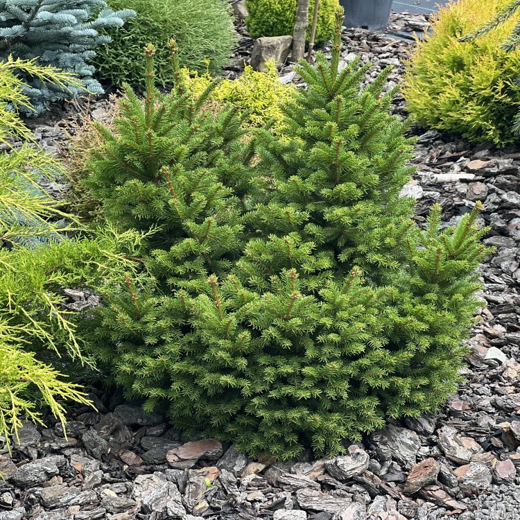 Smrek obyčajný (Picea abies) ´NIDIFORMIS´ – výška 30-40 cm, kont. C7.5L