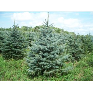 Smrek pichľavý (Picea Pungens) ´EDITH´ - výška: 60-80 cm, kont. C7.5L 
