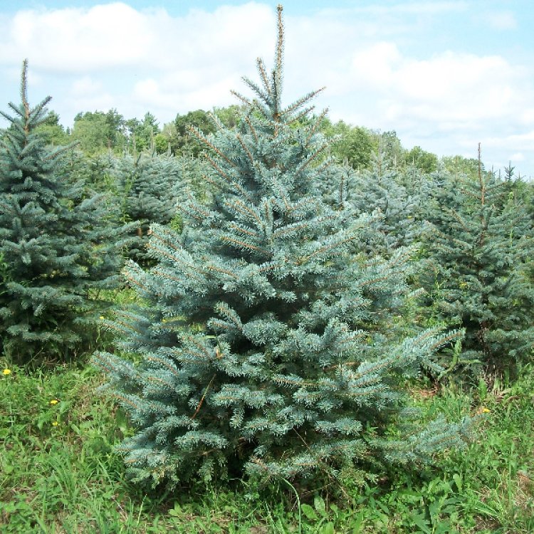 Smrek pichľavý (Picea Pungens) ´EDITH´ - výška: 60-80 cm, kont. C7.5L 