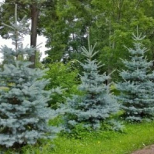Smrek pichľavý (Picea Pungens) ´HOOPSII´ - výška 180-220 cm, kont. C30L