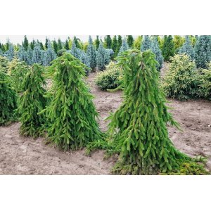 Smrek obyčajný (Picea abies) ´INVERSA PENDULA´, výška: 175-200 cm, kont. C70L