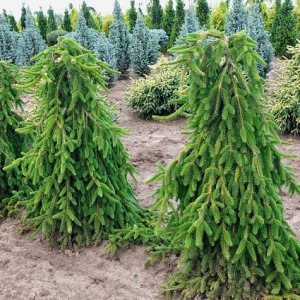 Smrek obyčajný (Picea abies) ´INVERSA PENDULA´– výška 200-250 cm, kont. C110L