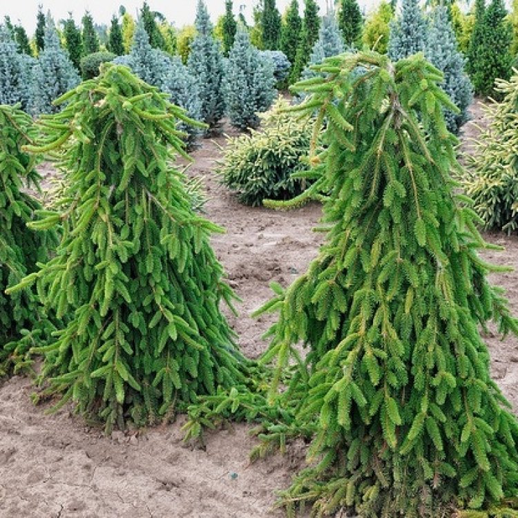 Smrek obyčajný (Picea abies) ´INVERSA PENDULA´, výška: 175-200 cm, kont. C70L