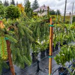 Smrek obyčajný (Picea abies) ´INVERSA´, výška: 60-70 cm, kont. C10L