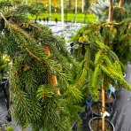 Smrek obyčajný (Picea abies) ´INVERSA´ – výška 110-150 cm, kont. C5L