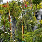 Smrek obyčajný (Picea abies) ´INVERSA´, výška: 60-70 cm, kont. C10L