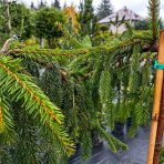 Smrek obyčajný (Picea abies) ´INVERSA´ – výška 110-150 cm, kont. C5L