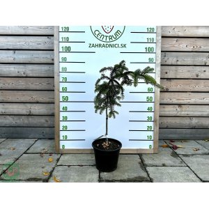 Jedľa kórejská (Abies koreana) ´PENDULA´ - výška 50-70 cm, kont. C7.5L