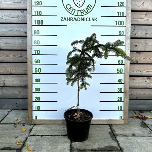 Jedľa kórejská (Abies koreana) ´PENDULA´, výška 50-70 cm, kont. C7.5L