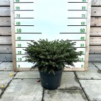Smrek obyčajný (Picea abies) ´NIDIFORMIS´ – výška 30-40 cm, kont. C7.5L