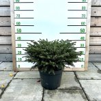 Smrek obyčajný (Picea abies) ´NIDIFORMIS´ – výška 30 cm, ∅ 50-60 cm, kont. C10L