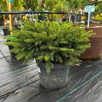 Smrek obyčajný (Picea abies) ´NIDIFORMIS´ – výška 30-40 cm, kont. C7.5L