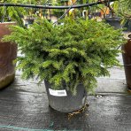 Smrek obyčajný (Picea abies) ´NIDIFORMIS´ – výška 30-40 cm, kont. C7.5L