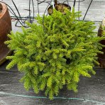 Smrek obyčajný (Picea abies) ´NIDIFORMIS´ – výška 30 cm, ∅ 50-60 cm, kont. C10L