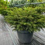 Smrek obyčajný (Picea abies) ´NIDIFORMIS´ – výška 30 cm, ∅ 50-60 cm, kont. C10L