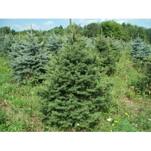 Smrek balkánsky (Picea omorika) ´OMORIKA´ – výška 30-50 cm, kont. C5L